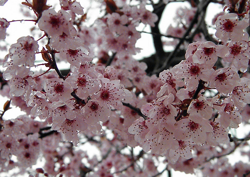 Nieve deshaciéndose en las flores de los árboles ornamentales de la Piscina.